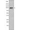 Fibroblast Growth Factor Receptor 1 antibody, PA5-64639, Invitrogen Antibodies, Western Blot image 