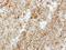 GDP-Mannose 4,6-Dehydratase antibody, NBP1-33424, Novus Biologicals, Immunohistochemistry frozen image 