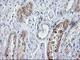 Sirtuin 5 antibody, NBP2-01003, Novus Biologicals, Immunohistochemistry frozen image 
