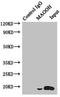 Mago Homolog, Exon Junction Complex Subunit antibody, LS-C676014, Lifespan Biosciences, Immunoprecipitation image 