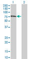 Zinc Finger Protein 18 antibody, LS-C198459, Lifespan Biosciences, Western Blot image 