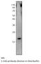 Translocator protein antibody, MBS540519, MyBioSource, Western Blot image 