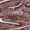 Transmembrane 6 Superfamily Member 2 antibody, PA5-64257, Invitrogen Antibodies, Immunohistochemistry paraffin image 
