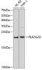 Phospholipase A2 Group IID antibody, 22-408, ProSci, Western Blot image 