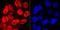 RNA Polymerase II Subunit A antibody, A01029S5, Boster Biological Technology, Immunocytochemistry image 