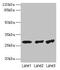 Tubulin Folding Cofactor B antibody, CSB-PA03169A0Rb, Cusabio, Western Blot image 