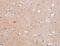 Cell Division Cycle 7 antibody, MBS2517855, MyBioSource, Immunohistochemistry frozen image 