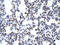 Glial Cells Missing Transcription Factor 1 antibody, orb329549, Biorbyt, Immunohistochemistry paraffin image 