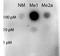 Signal Transducer And Activator Of Transcription 5A antibody, orb345723, Biorbyt, Dot Blot image 