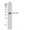 Eukaryotic Translation Initiation Factor 2 Subunit Alpha antibody, LS-C380689, Lifespan Biosciences, Western Blot image 