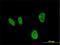 Homeobox A5 antibody, H00003202-M02, Novus Biologicals, Immunofluorescence image 