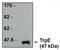 Recombinant TrpE protein antibody, orb108875, Biorbyt, Western Blot image 