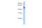 Zinc Finger Protein 486 antibody, 30-747, ProSci, Enzyme Linked Immunosorbent Assay image 