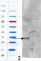 Adhesion G Protein-Coupled Receptor E5 antibody, STJ72921, St John