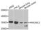 Annexin A8-like protein 1 antibody, LS-C409197, Lifespan Biosciences, Western Blot image 