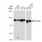 Component Of Inhibitor Of Nuclear Factor Kappa B Kinase Complex antibody, GTX01532, GeneTex, Western Blot image 