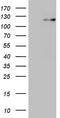 Ring Finger Protein 20 antibody, TA807609S, Origene, Western Blot image 