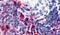 Attractin antibody, PA5-32667, Invitrogen Antibodies, Immunohistochemistry frozen image 