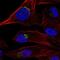 Tyrosylprotein Sulfotransferase 1 antibody, NBP2-68780, Novus Biologicals, Immunocytochemistry image 