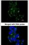 FYN Proto-Oncogene, Src Family Tyrosine Kinase antibody, PA5-27351, Invitrogen Antibodies, Immunofluorescence image 