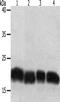 Programmed Cell Death 6 antibody, CSB-PA653643, Cusabio, Western Blot image 
