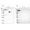Phospholipase C Beta 3 antibody, NBP2-31974, Novus Biologicals, Western Blot image 