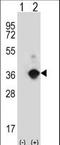 Angiopoietin Like 7 antibody, LS-C99262, Lifespan Biosciences, Western Blot image 