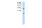 Heterogeneous Nuclear Ribonucleoprotein U Like 1 antibody, 29-500, ProSci, Western Blot image 