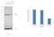 Heat Shock Protein Family A (Hsp70) Member 8 antibody, PA5-27337, Invitrogen Antibodies, Western Blot image 