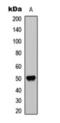 Opioid Receptor Delta 1 antibody, orb393126, Biorbyt, Western Blot image 