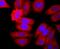 Elastase, Neutrophil Expressed antibody, NBP2-66972, Novus Biologicals, Immunofluorescence image 