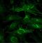 Autophagy Related 13 antibody, 23008, QED Bioscience, Immunofluorescence image 