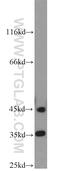 Phytanoyl-CoA 2-Hydroxylase Interacting Protein antibody, 16984-1-AP, Proteintech Group, Western Blot image 