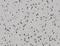 Zinc Finger Protein 18 antibody, FNab09662, FineTest, Immunohistochemistry frozen image 