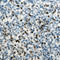 Spi-1 Proto-Oncogene antibody, LS-C358867, Lifespan Biosciences, Immunohistochemistry frozen image 