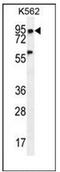 Pleckstrin Homology Domain Containing A4 antibody, AP53347PU-N, Origene, Western Blot image 