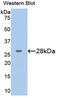 Glucose-6-Phosphate Isomerase antibody, LS-C294213, Lifespan Biosciences, Western Blot image 