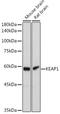 Kelch Like ECH Associated Protein 1 antibody, GTX54329, GeneTex, Western Blot image 