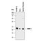 TIMP Metallopeptidase Inhibitor 2 antibody, AF971, R&D Systems, Western Blot image 