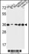 Torsin Family 1 Member B antibody, 61-655, ProSci, Western Blot image 