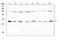 Interleukin 1 Receptor Antagonist antibody, A00651-2, Boster Biological Technology, Western Blot image 