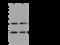 COMM Domain Containing 9 antibody, 201455-T36, Sino Biological, Western Blot image 