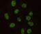 Protein Kinase, DNA-Activated, Catalytic Subunit antibody, GTX49142, GeneTex, Immunocytochemistry image 