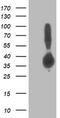 Aldolase, Fructose-Bisphosphate B antibody, TA502804, Origene, Western Blot image 
