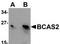 BCAS2 Pre-MRNA Processing Factor antibody, TA306932, Origene, Western Blot image 