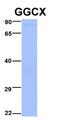 Gamma-Glutamyl Carboxylase antibody, orb330383, Biorbyt, Western Blot image 