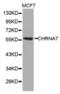 Cholinergic Receptor Nicotinic Alpha 7 Subunit antibody, abx000069, Abbexa, Western Blot image 
