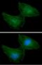 Phosphoribosyl Pyrophosphate Synthetase 1 antibody, NBP2-42649, Novus Biologicals, Immunofluorescence image 