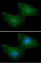 Ribose-phosphate pyrophosphokinase 1 antibody, NBP2-42649, Novus Biologicals, Immunofluorescence image 