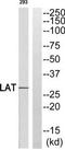 Linker For Activation Of T Cells antibody, TA326210, Origene, Western Blot image 